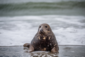 Common seal (Phoca vitulina) sideview of one animal looking curious in camera while lying on beach with ocean in background