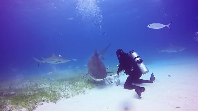 Shark diving in Bahamas. Atlantic Ocean.