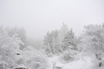 Fototapeta na wymiar Foggy forest in december. landscape