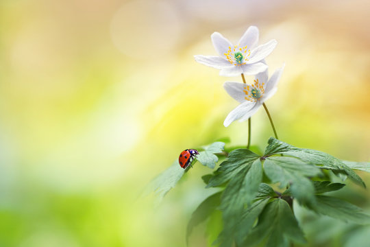 Beautiful white forest flowers anemones and ladybug in sunlight on yellow and green background, template with space for text.  Elegant exquisite tender artistic image of spring nature macro.