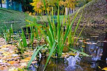 autumn landscape city Park