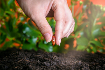 female hand planting a bean seed in soil. Concept of  healthy lifestyle Close up