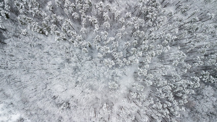 View of the snow-covered pines in the forest, top view