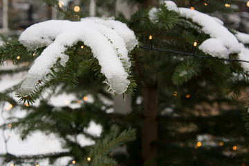 Melting snow on a fir tree with christmas lights