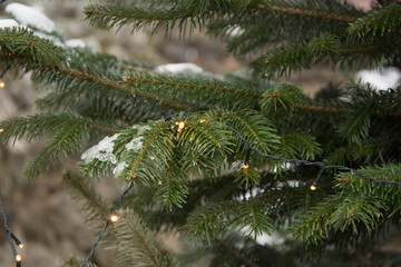 Christmas tree outside