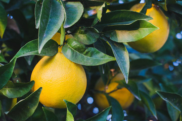 ripe orange fruits on green tree branches