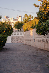 orange fruits trees on spanish street