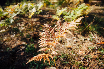 natural floral fern background in sunlight.