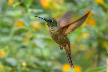 Fototapeta na wymiar Hummingbird(Trochilidae)Flying gemsMountain bright animal from Panama. Detail portrait.