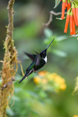 Hummingbird(Trochilidae)Flying gemsMountain bright animal from Panama. Detail portrait.