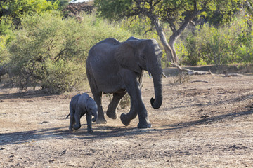 Obraz premium mother and baby elephant walking in bush botswana