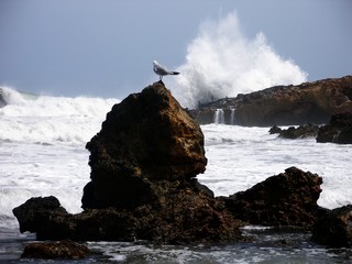 Seagull and waves