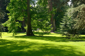 Summer park on sunny day.