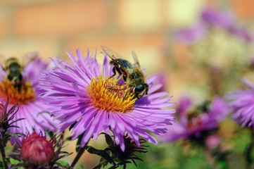 a bee on a purple flower. close-up