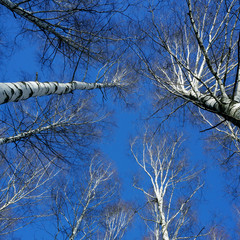 Obraz premium Winter nature, blue sky and snowy trees