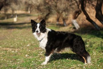 border collie dog walk in park