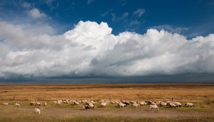 Fototapeta premium pasture on the side of the Qinghai lake