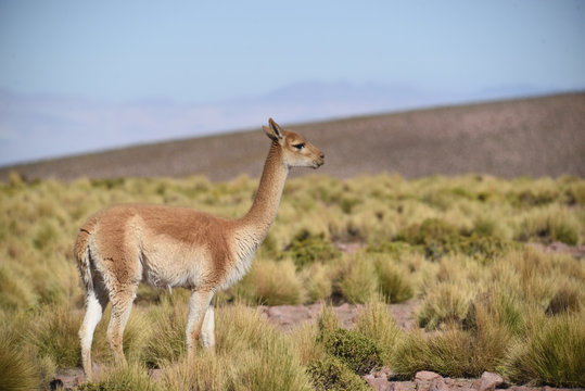vicu&ntilde;a llama