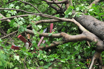 broken tree