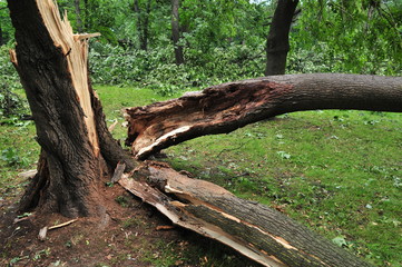 broken tree