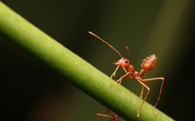 Ants on flower