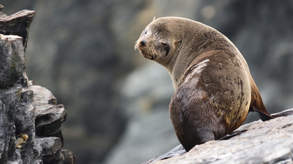 sealion