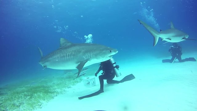 Big Bull Shark with divers underwater on sandy bottom of Tiger Beach Bahamas. Extreme scuba diving. Swimming with a predator Carcharhinus leucas in pure blue water of Atlantic Ocean. Unique video.