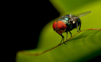 Housefly