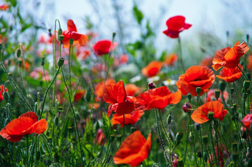 Fototapeta premium Field of red poppies