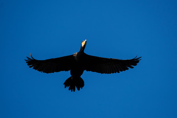 Obraz premium Cormorant, Phalacrocorax carbo