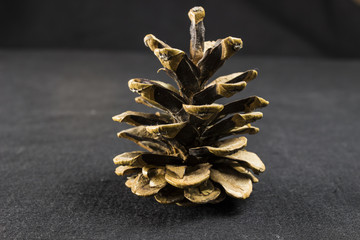 Pine cone on dark black background christmas decoration