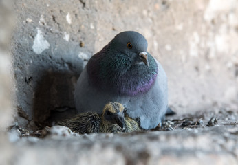 Pigeon with chick