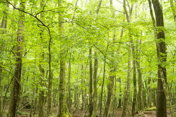 Fototapeta premium Świeży zielony las Ofuna Kurodake