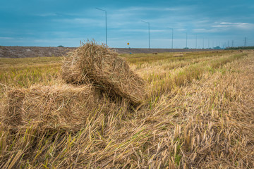 Fototapeta na wymiar Straw bales on rice field in summer of Thailand.