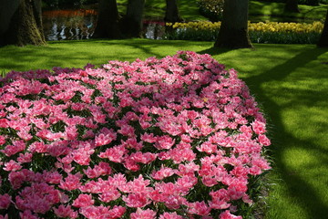 Tulips garden in Keukenhof Netherland