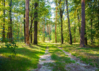 Obraz premium road in the woods