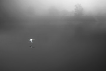 The lone flying swan - in the fog