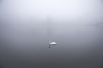 The lone swan - a single swan swimming in the calm waters