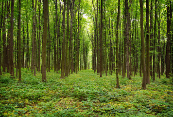 Obraz premium las wiosną