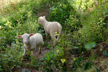 Obraz premium Lambs in the rice paddies. Mae Hong Son Thailand