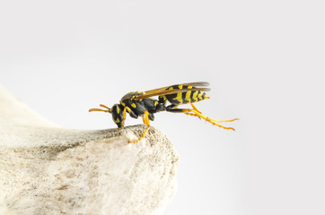 wasp on bone