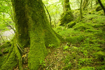 大船黒岳風景林の苔むした木