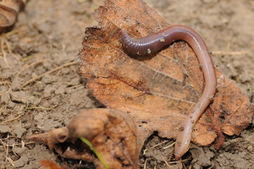 earthworm