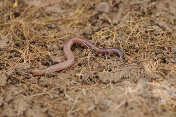 earthworm