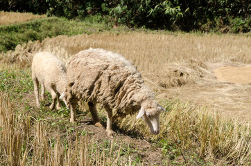 Fototapeta premium Sheep in the rice paddies. Mae Hong Son Thailand