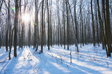 Sunset in winter forest