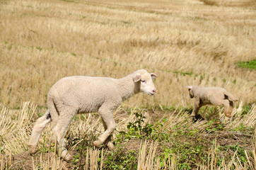 Obraz premium Lambs in the rice paddies. Mae Hong Son Thailand