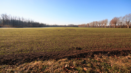 Fototapeta premium campi coltivati nel parco del Lura - Lomazzo (Como)