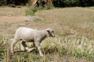 Lambs in the rice paddies. Mae Hong Son Thailand