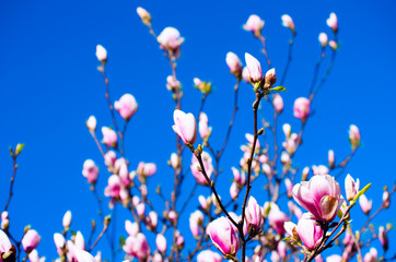 Blooming Magnolia tree in spring